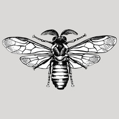 Insect bee. Vector black and white illustration.