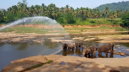  Baden der Elefanten