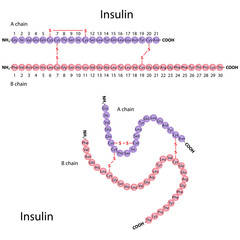 Amino-acid sequence of insulin molecule