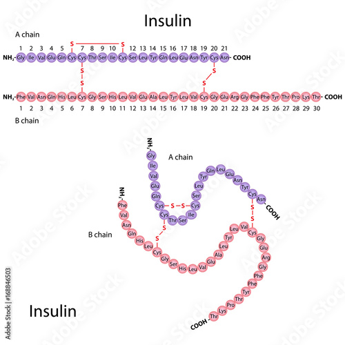 "Aminoacid sequence of insulin molecule" Stock photo and royaltyfree