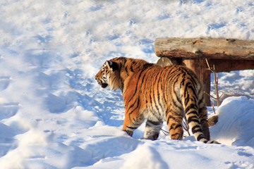 Big siberian tiger is waiting for its prey.