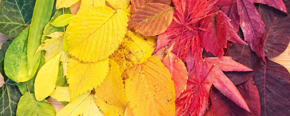 Wall mural still life photo of a rainbow of colorful autumn leaves in fall, panoramic autumnal foliage nature b