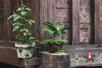 Decoration of house with plants in pots in shabby rustic style. Wooden and bricks grunge fasade
