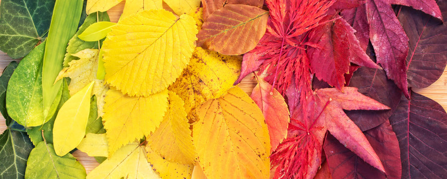 Rainbow of colorful autumn leaves in fall, panoramic foliage nature background header