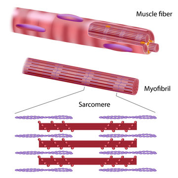 Structure of a skeletal muscle fiber