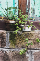 Decoration of house with plants in pots in shabby rustic style. Wooden and bricks grunge fasade