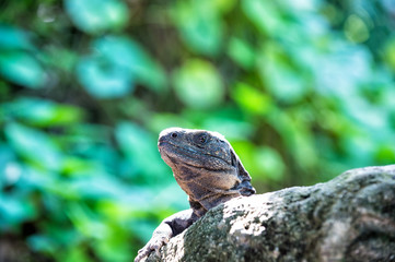 Lizard iguana sitting on grey stone in Honduras