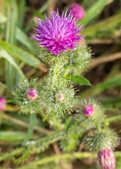 Tau auf Distel