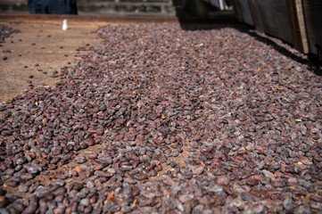 Cocoa raw beans drying on rusty iron board on farm