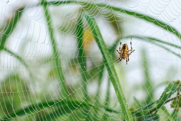 Spinne im Morgentau