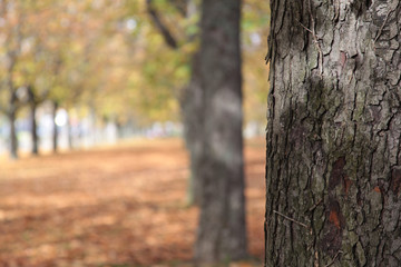 Herbst Allee mit Blätter
