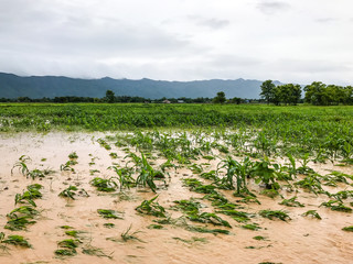 corn plants on a field flooded damage after heavy rain