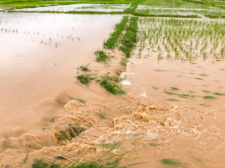 Agriculture Rice field flooded damage after heavy rain