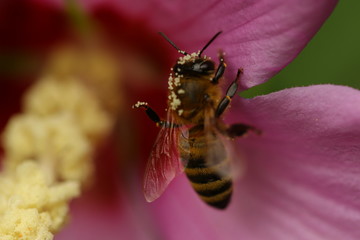 The Bee