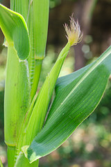 Part Cob of corn growing up