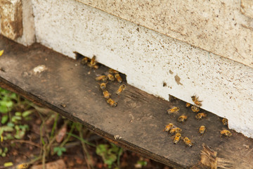 Beekeeping