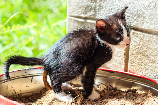 Little Cat Pooping On The Sand