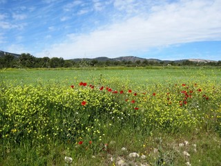 Obraz premium Spring countryside in Mediterranean Spain