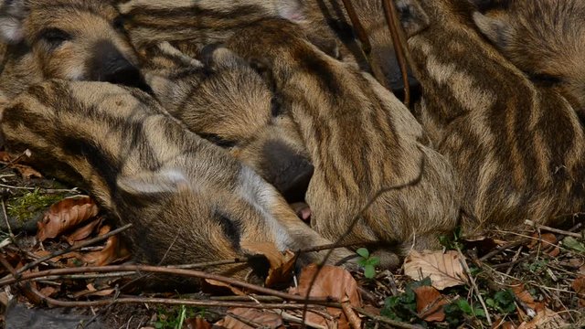 Wildschwein Frischlinge beim gemeinsamen Schlaf, M&auml;rz