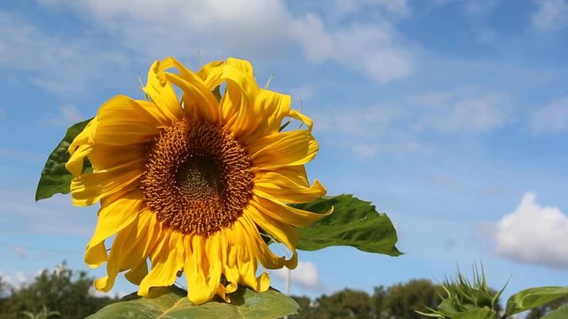Sunflower shaking on wind against the background of the blue sky and clouds 
