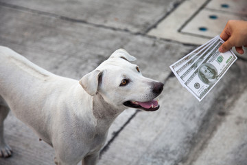 Give money to the dogs but the dog does not the value.