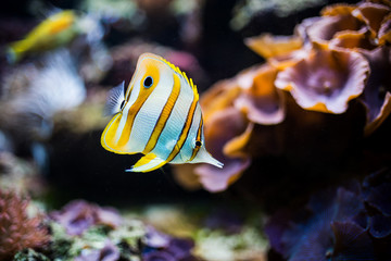 Acquario marino
