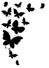 black butterfly, isolated on a white