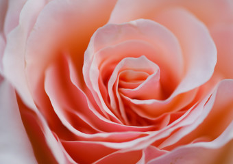 Fototapeta na wymiar Pink rose close up