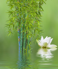 Fototapeta na wymiar touffe de bambous et fleur de lotus blanc 