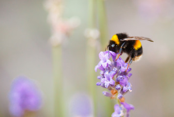 Bee on flower
