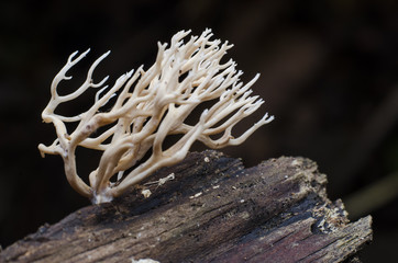 pink mushroom and hair