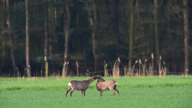 Rehe zeigen sich ihre Zuneigung, M&auml;rz