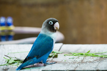 Blue parrot lovebird playing on table on blurred garden background