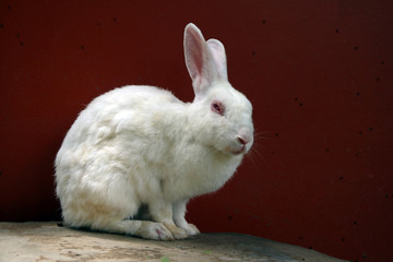 White rabbit sitting on the rock table and red background. It is a burrowing, gregarious, plant-eating mammal with long ears, long hind legs, and a short tail.