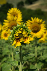 bocciolo di girasole