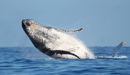 Obraz premium Imponujący skok wielorybów na wyspie Reunion