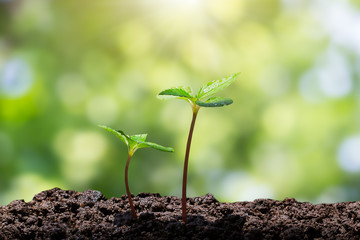 Young green sprouts with water drop growing up from soil on blurred green bokeh with soft sunlight  background, environmental concept