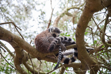  Ring-tailed lemur
