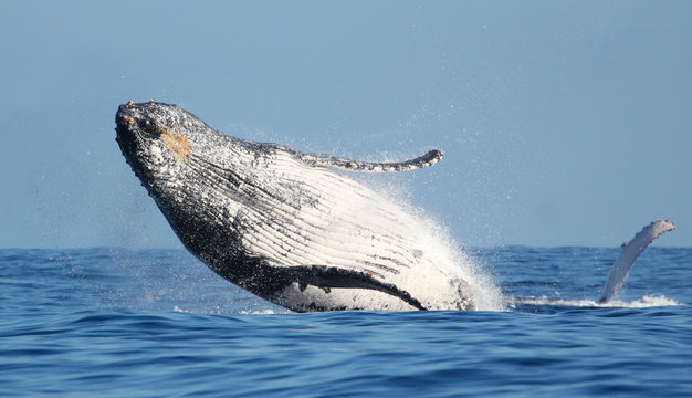 Impressionnant saut de baleine &agrave; l'&icirc;le de la R&eacute;union