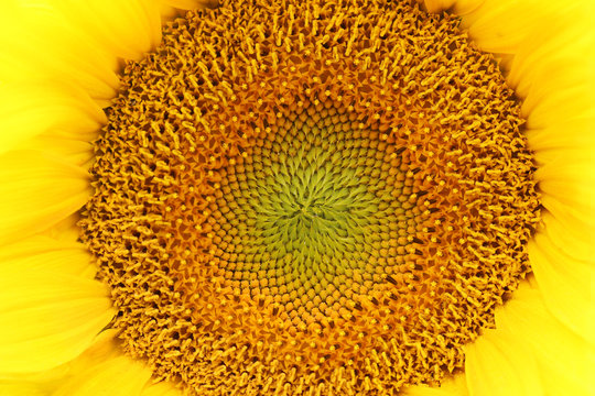 Detail of the bloom of sunflower
