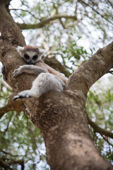  Ring-tailed lemur