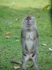 Naklejka na ściany i meble Female Macaque