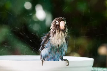 Poster Blurred motion of blue lovebird taking a bath with water splash on blurred garden background © shark749