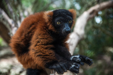 red ruffed lemur © IVAN