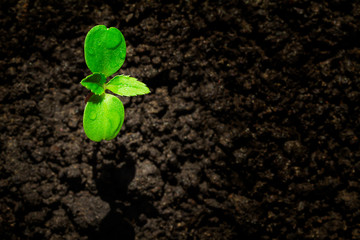 Young green sprout with water drop growing up from soil partly in shade and partly in light, environmental concept, top view