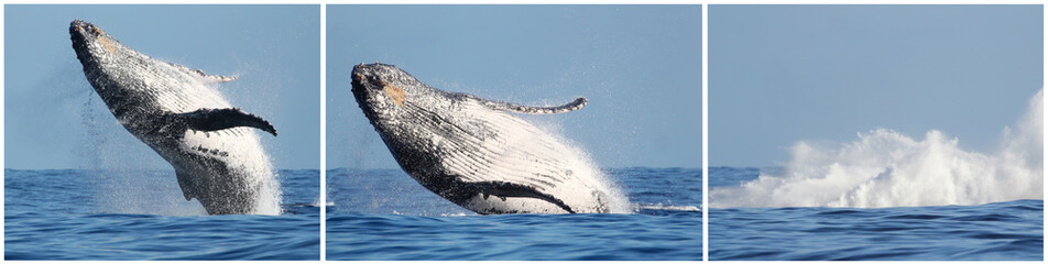 Fototapeta premium Imponujący skok wielorybów na wyspie Reunion