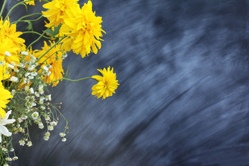 atmosphere for knowledge/ Yellow flowers on a background of chalkboard school board