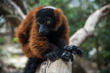 red ruffed lemur
