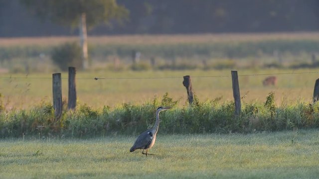 Graureiher in einer Wiese auf M&auml;use Jagd, August