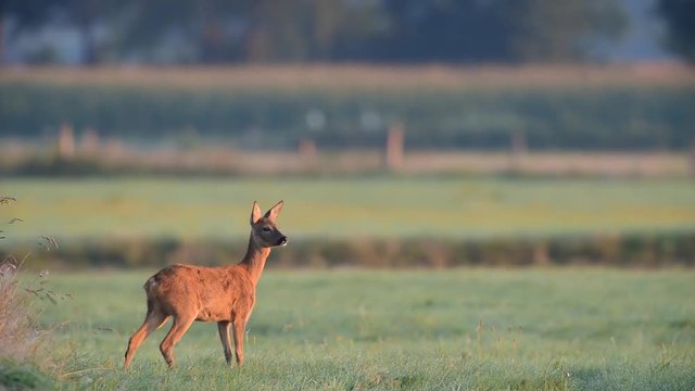 Reh steht auf Wiese mit Verkehr im Hintergrund, Sommer